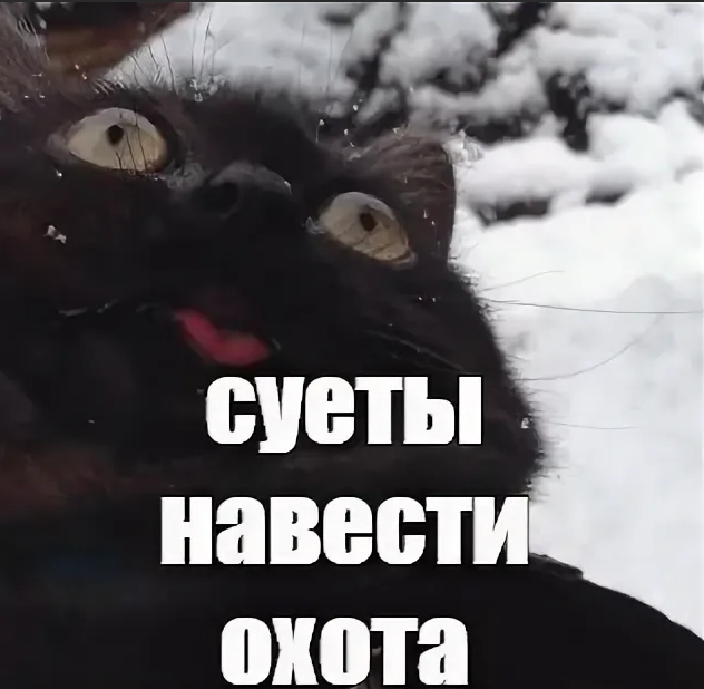 Суету навести охота Мем кот. Черный кот с высунутым языком Мем. Суета Мем. Навожу суету Мем. Суете сует 2014