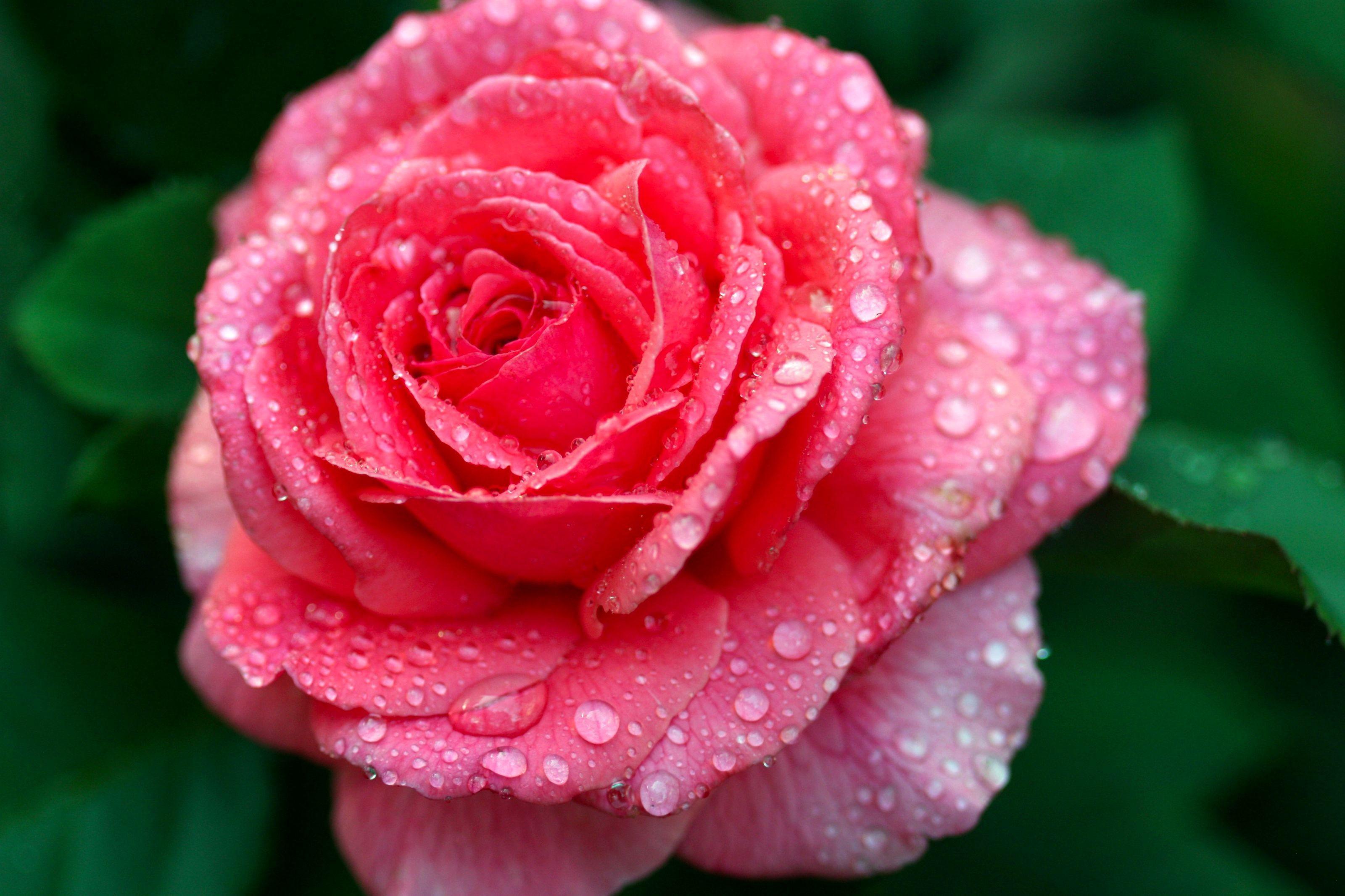 _pink_rose_and_drops-1440607.jpg