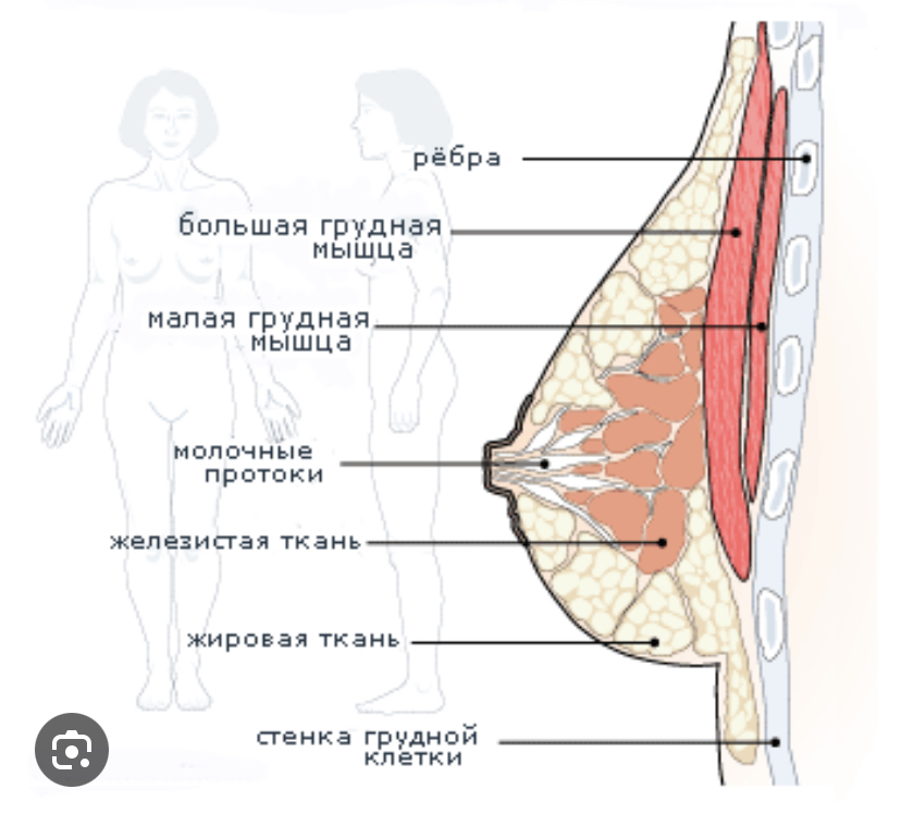 Во сколько растет грудные железы. Мышцы женской груди. Строение груди. Строение груди женщины. Женская грудь анатомия мышцы.